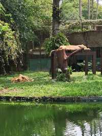 Roars, Paws & Jungle Laws – A Day at Zoo Negara