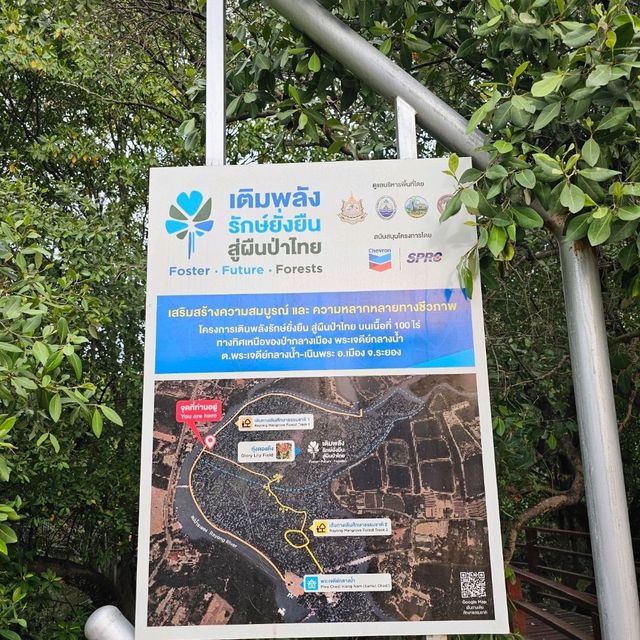 🎄ป่าชายเลนกลางเมือง | ปอดของคนระยอง 🏞