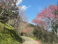 白蘭部落（五峰鄉）