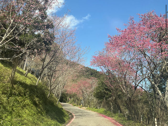 白蘭部落（五峰鄉）