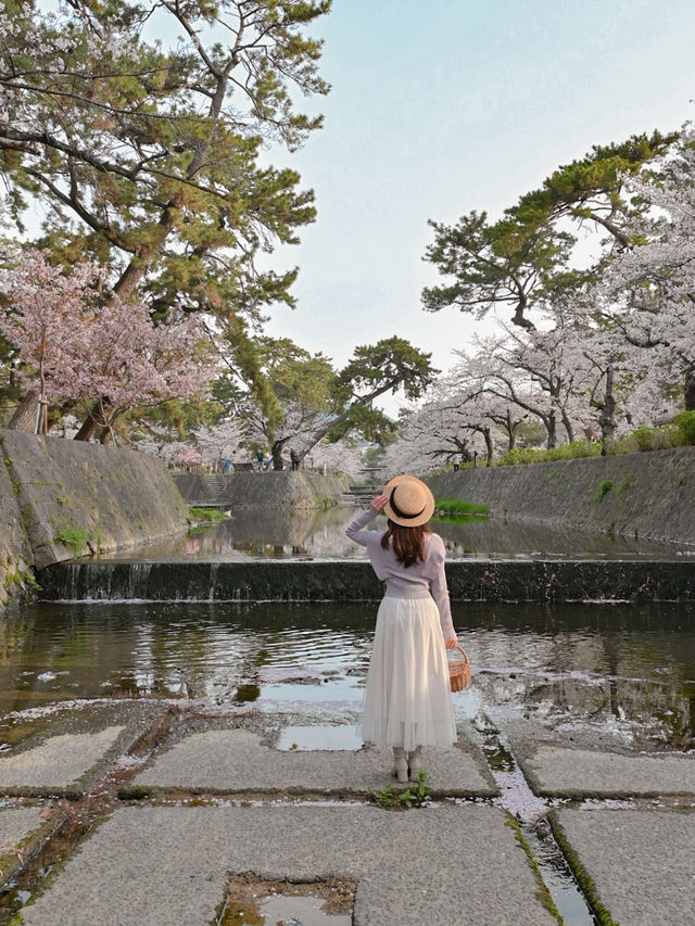 朝日に染まる桜🌸💓