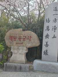 釜山櫻花季滿滿幸褔的海邊廟宇~海東龍宮寺