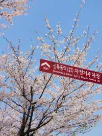 서울 도심 속 벚꽃 힐링 산책길🌸, 안양천