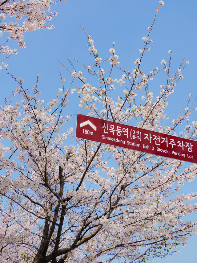 서울 도심 속 벚꽃 힐링 산책길🌸, 안양천