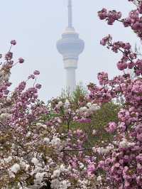 Cherry blossom @ Yuyuantan Park Beijing China