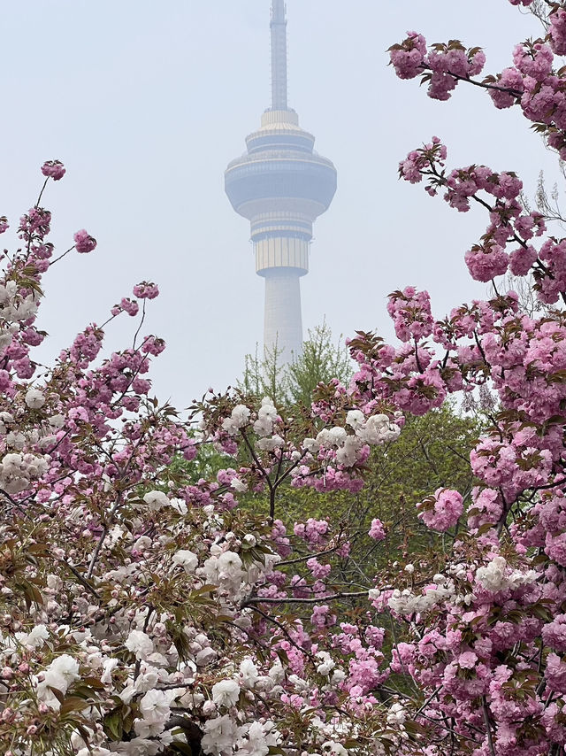 Cherry blossom @ Yuyuantan Park Beijing China