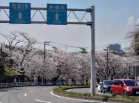 Sakurayama