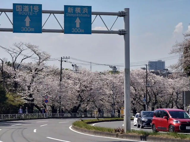 Sakurayama