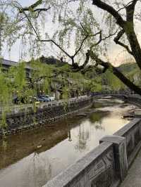 Kinosaki Onsen in Full bloom 