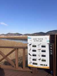 🌿순천만습지 힐링 산책🌾 자연 속에서 느낀 여유로운 하루
