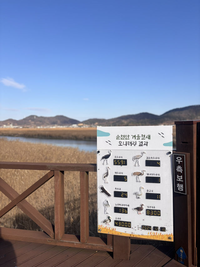 🌿순천만습지 힐링 산책🌾 자연 속에서 느낀 여유로운 하루