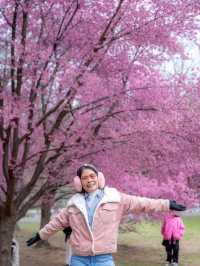 ซากุระใน Central Park, New York บานแล้ว