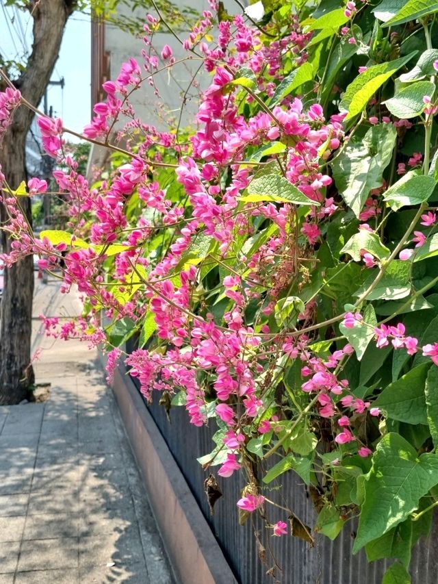 A TOUCH OF CHERRY BLOSSOM SIGHT YOU WON'T FORGET IN CHIANGMAI