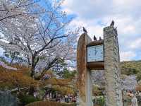 京都最古老的公園賞櫻---圓山公園，祇園枝垂櫻