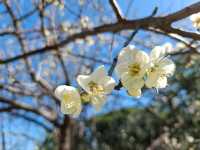 A Serene Retreat: Zhicheng Park 