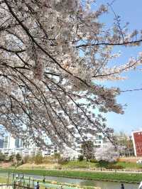 CHERRY BLOSSOMS IN FULL GLORY, THE MOST SWEETEST MOMENT