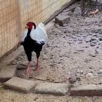 Sunday Morning at Ragunan Zoo