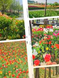 Pinnacle Land Tulip Festival: A Springtime Delight in Asan 🌷🌸