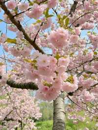 Where Petals Meet Poetry: Cherry Blossoms in Hangzhou