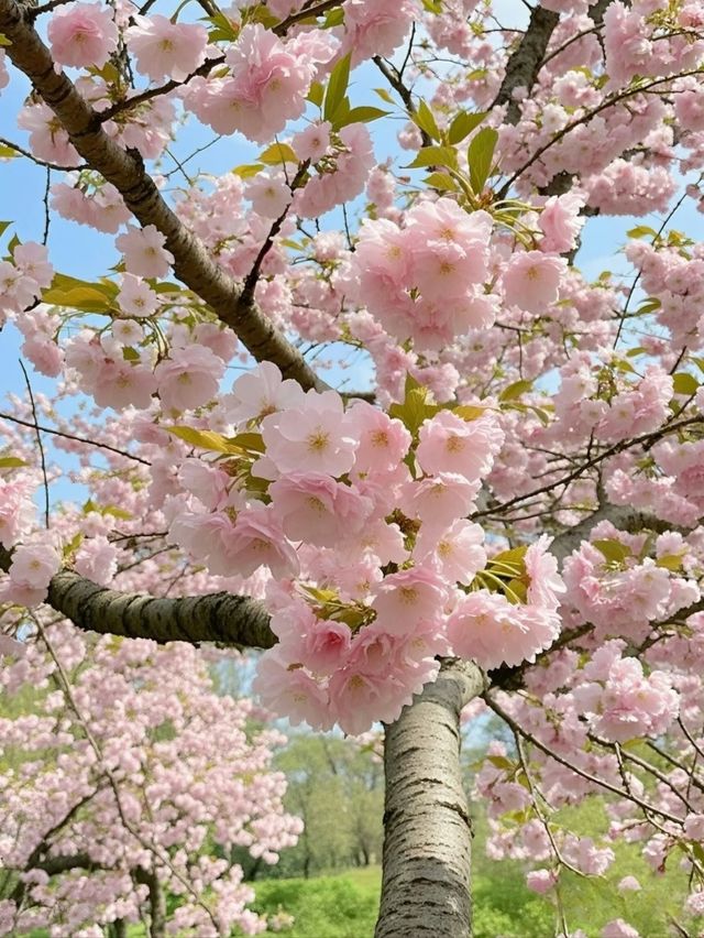 Where Petals Meet Poetry: Cherry Blossoms in Hangzhou