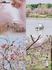 🇨🇳 No Need to Fly to Japan! Guangzhou Has Its Own Cherry Blossom Forest 🌸