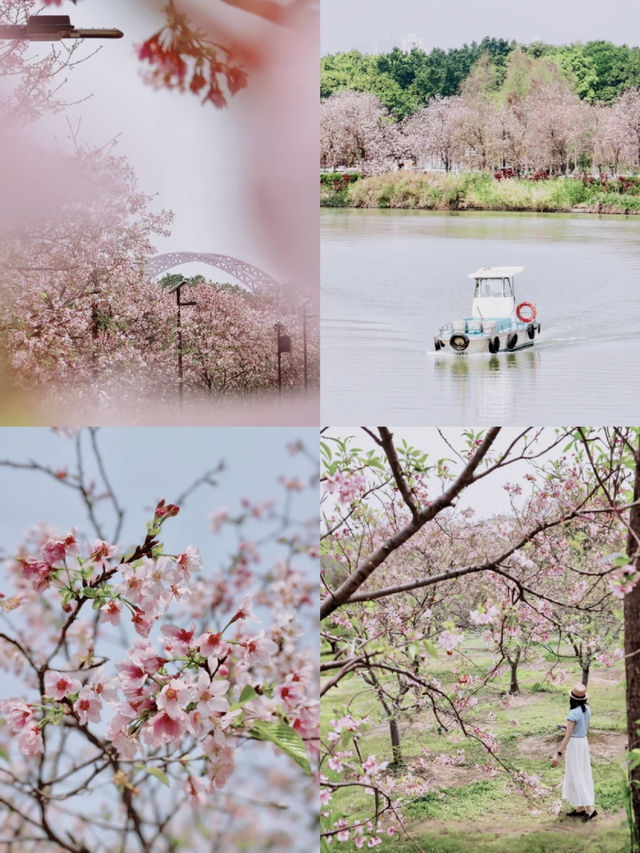 🇨🇳 No Need to Fly to Japan! Guangzhou Has Its Own Cherry Blossom Forest 🌸
