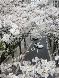 10-Time-a-Year Tokyo Cherry Blossom Guide