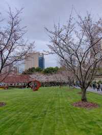 “Petals in the Pearl: Cherry Blossoms Amid Shanghai’s Skyline”