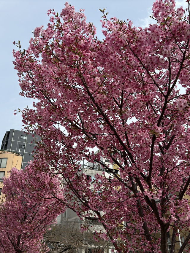 大阪｜大阪天滿橋中大江公園的櫻花