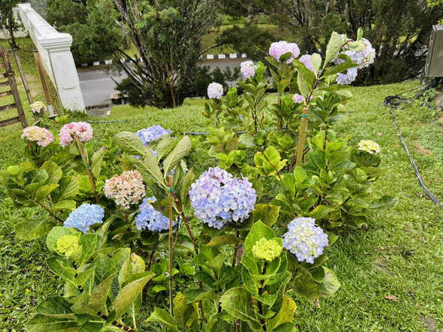 Gardens That Soothe the Soul
