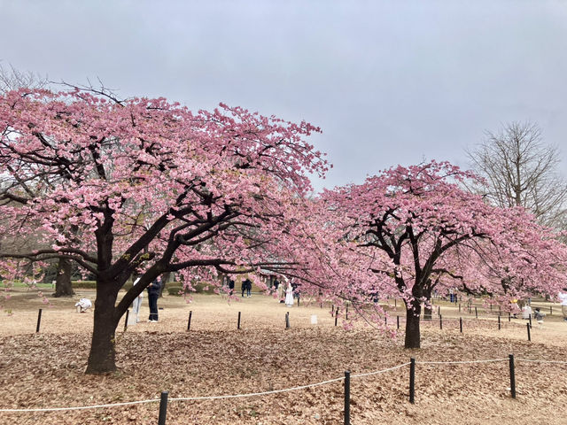 河津櫻 @ 代代木公園