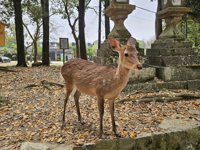 奈良~親親大自然，探訪可愛小鹿和歷史文化遺產的地方。