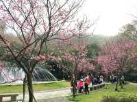 Yangmingshan Cherry Blossoms: Taipei’s Mountain Floral Wonderland