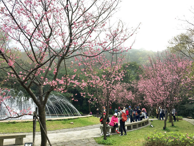 Yangmingshan Cherry Blossoms: Taipei’s Mountain Floral Wonderland