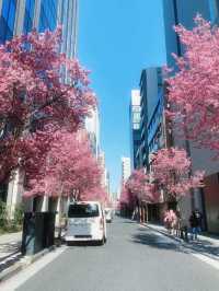 Magical Day in Kamakura and Nihonbashi 🌸🚉