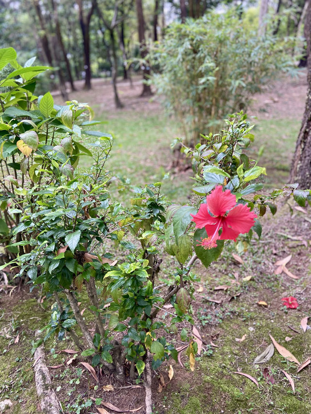 置身和式庭園🌷🦜體驗鳥語花香✨大埔海濱公園🏞️