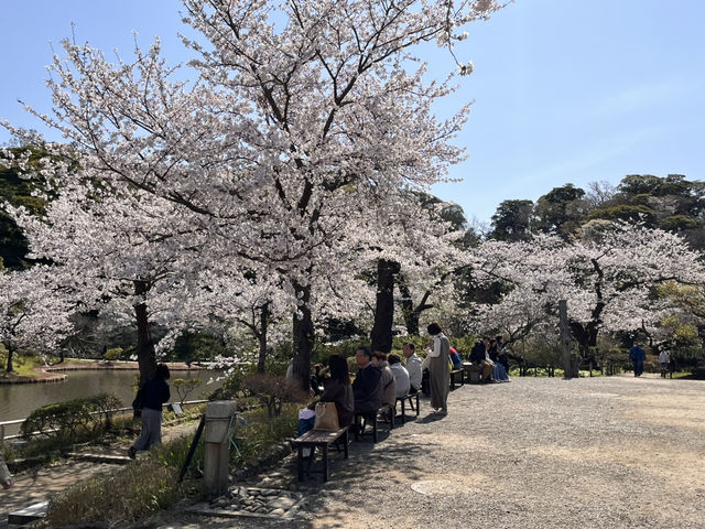 三渓園でお花見　昼ver @横浜