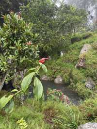 Into the Misty Japanese Garden!