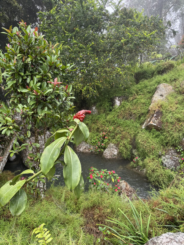 Into the Misty Japanese Garden!