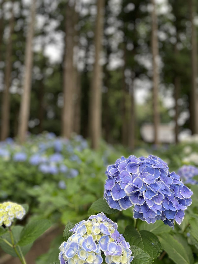 【千葉】真っ直ぐそびえ立つ杉林に沿うように植えられた紫陽花