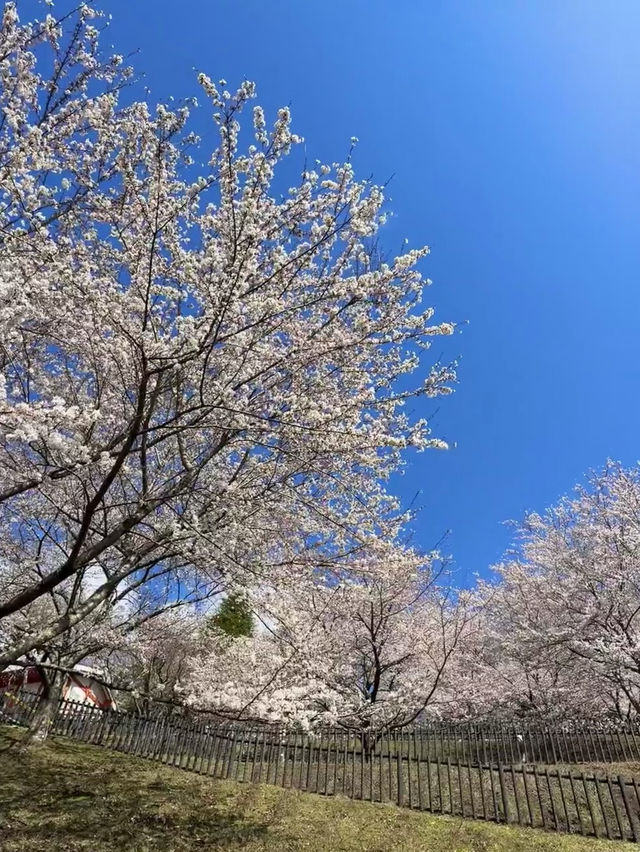 日本🇯🇵｜富士山🗻❌櫻花🌸超靚❗️