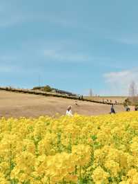 【淡路島】一年中お花を楽しめる楽園🩵🌼