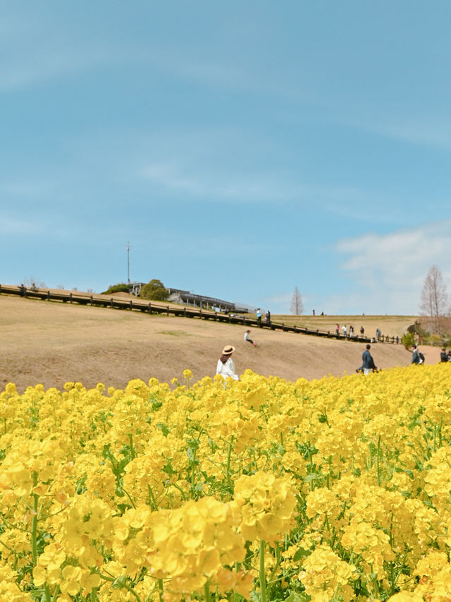 【淡路島】一年中お花を楽しめる楽園🩵🌼