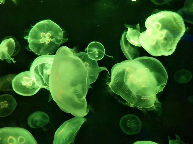 #新加坡S.E.A Aquarium-新加坡聖淘沙島