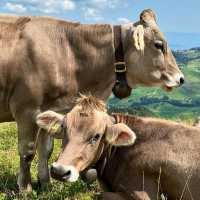 Swiss Fairytale Escape: Hiking, History & Heavenly Views in Schwende-Rüte