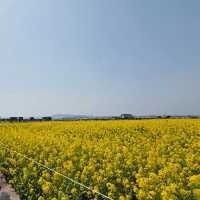 My Visit to Sanbangsan's Canola Fields
