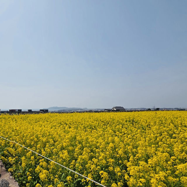 My Visit to Sanbangsan's Canola Fields