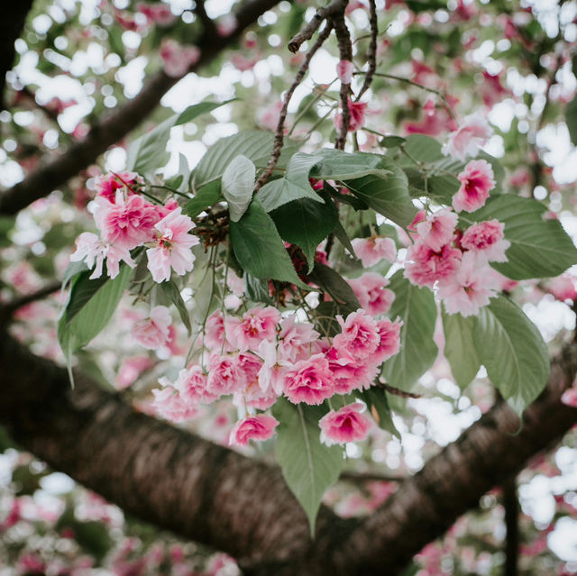 Bonn: Blossoms in the Heart of Europe
