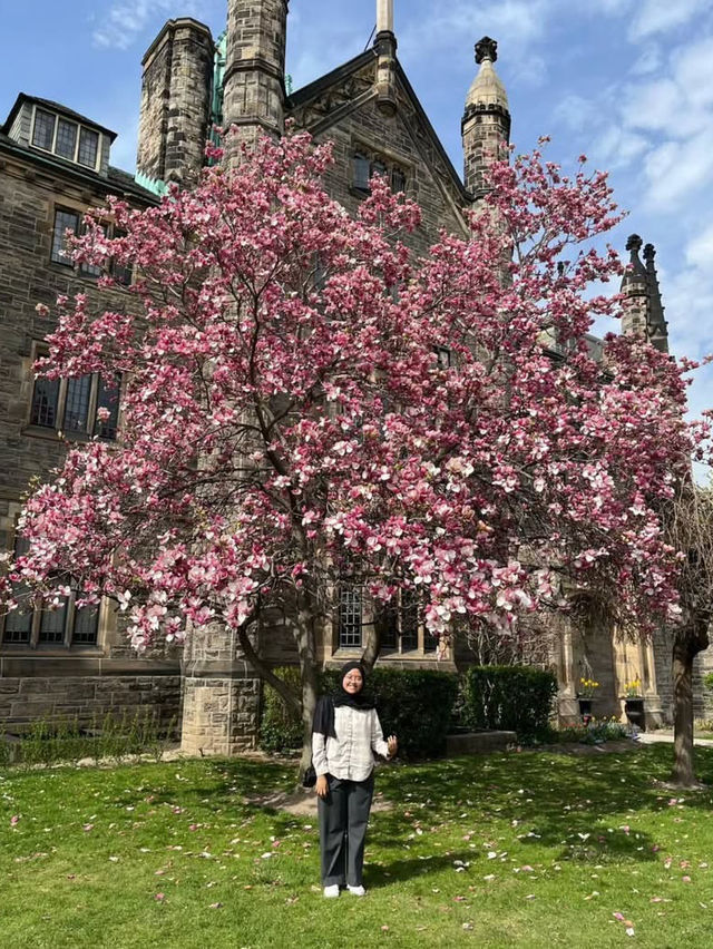Magnolia