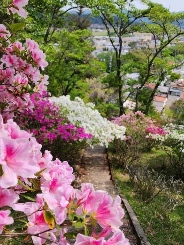 【山口グルメ】蛍街道西ノ市